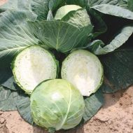 Bourbon (Cabbage/early)
