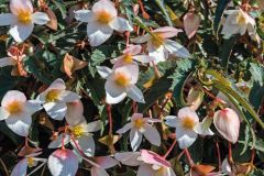 Funky White (Hybrid Begonia Pellets)