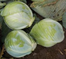 Sherrington (Cabbage/storage)