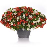 Hula™ Red & White Mix (Begonia/interspecific/pelleted)
