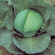 O-S Cross (Cabbage/roll production)