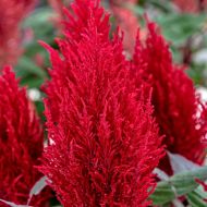 Century Red (Celosia/plumosa/tall)
