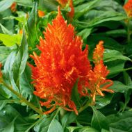 Flamma Orange (Celosia/plumosa)