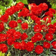 Can Can Scarlet (Dwarf Carnation)