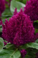 First Flame Purple (Celosia/plumosa)