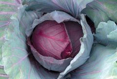 Red Jewel (Cabbage/red)