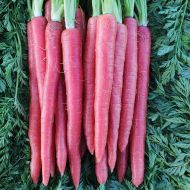 Rubypak (Carrot/hybrid/novelty/red)