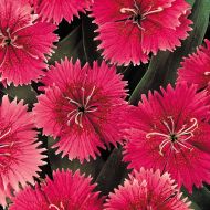 Ideal Select Raspberry (Dianthus)