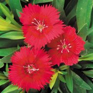 Ideal Select Red (Dianthus)