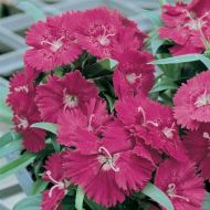 Ideal Select Rose (Dianthus)