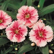 Ideal Select WhiteFire (Dianthus)