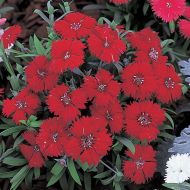 Carpet Crimson (Dianthus)