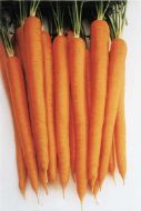 Sugarsnax 54 (Carrot/hybrid/Nantes x Imperator)