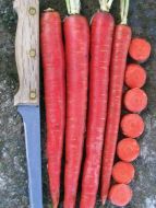 Malbec (Carrot/hybrid/novelty/red)