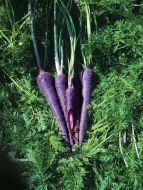 Purple Elite (Carrot/novelty/hybrid)
