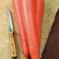 Envy (Carrot/hybrid/pelleted)