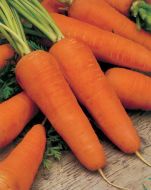 Royal Chantenay (Carrot/processing)