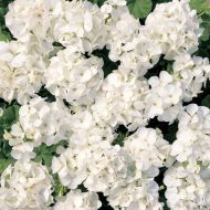 Multibloom™ White (Geranium)