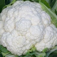 Fujiyama (Cauliflower/early)