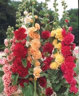 Chaters Double Triumph Mix (Hollyhock)