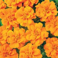 Durango Tangerine (Marigold/French)