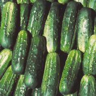 Fancipak (Cucumber/pickling)