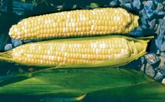 Fastlane (SE corn, hybrid, bicolor)