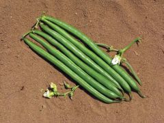 Sybaris (Green Beans Bush)
