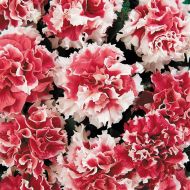 Pirouette Red (Petunia/double/pelleted)