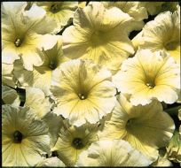 Celebrity Yellow (Petunia/multiflora/pelleted)