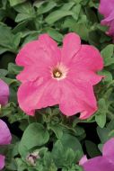 TriTunia Pink (Petunia/grandiflora/pelleted)