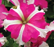 TriTunia Rose Star (Petunia/grandiflora/pellets)