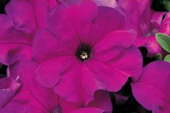 TriTunia Violet (Petunia/grandiflora/pelleted)