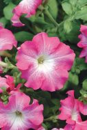 Dreams Rose Morn (Petunia/grandiflora/pellets)