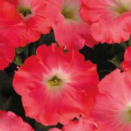 Easy Wave® Rosy Dawn (Petunia/multiflora/pelleted)