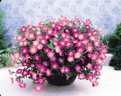 Opera Supreme™ Pink Morn (Petunia/multiflora/pelleted)