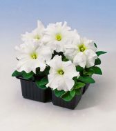 Limbo GP White (Petunia/grandiflora/pelleted)