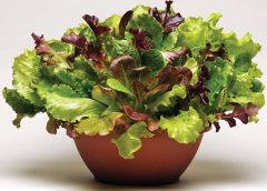 Simply Salad™ Summer Picnic Mix (Lettuce mix/multi-pelleted)