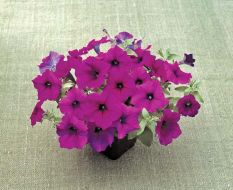 Trilogy™ Purple (Petunia/multiflora/pelleted)
