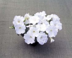 Trilogy™ White (Petunia/multiflora/pelleted)