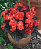 Bada Boom® Scarlet (Begonia/fibrous/pelleted)