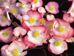 Bada Boom® Rose Bicolor (Begonia/fibrous/pelleted)