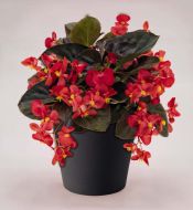 Big® Red with Bronze Leaf (Begonia/interspecific/pelleted)