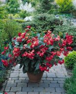 Dragon Wing® Red (Begonia/interspecific/pelleted)