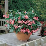 Dragon Wing® Pink (Begonia/interspecific/pelleted)