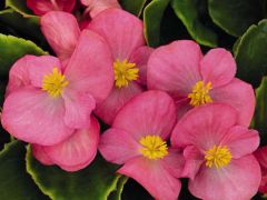 Sprint Plus Rose (Hybrid Begonia Pellets)