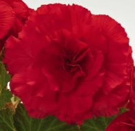 Nonstop® Red (Begonia/tuberous/pelleted)