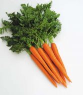 Maverick (Carrot/pellets)