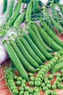 Sabre (Garden peas/untreated)