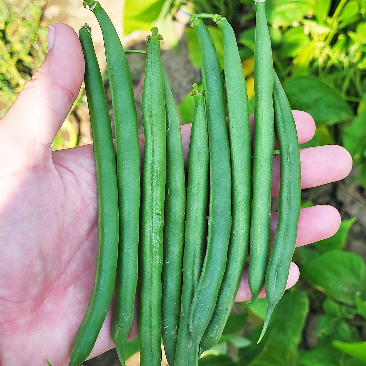 Bean Seeds